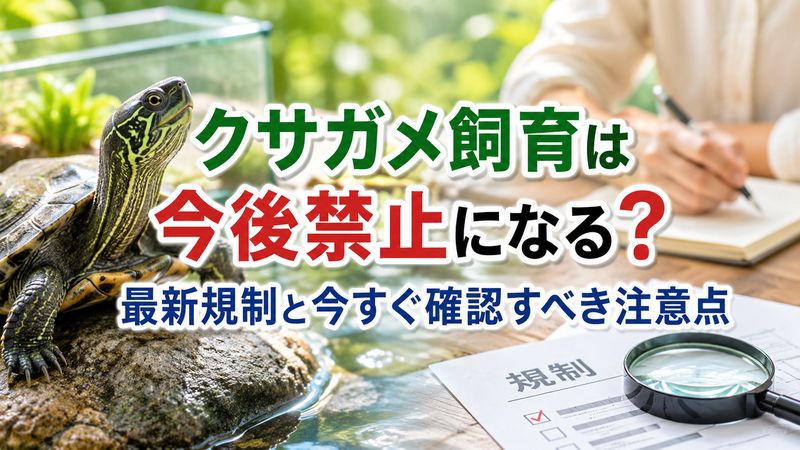 クサガメ飼育は今後禁止になる？最新規制と今すぐ確認すべき注意点