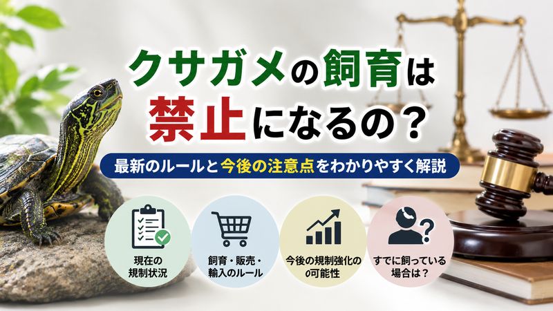 1.クサガメは飼育禁止になるの？現在の規制状況を解説