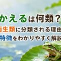 かえるは何類？両生類に分類される理由と特徴をわかりやすく解説