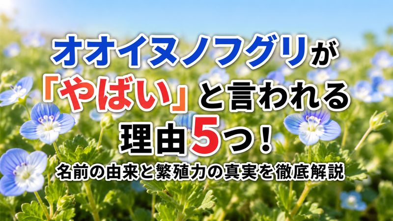 オオイヌノフグリが「やばい」と言われる理由5つ！名前の由来と繁殖力の真実を徹底解説