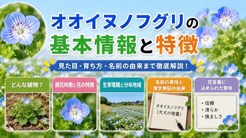2.オオイヌノフグリの基本情報と特徴