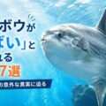 マンボウが「やばい」と言われる理由7選|死因や生態の意外な真実に迫る