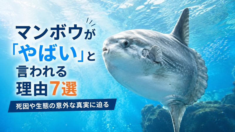 マンボウが「やばい」と言われる理由7選|死因や生態の意外な真実に迫る